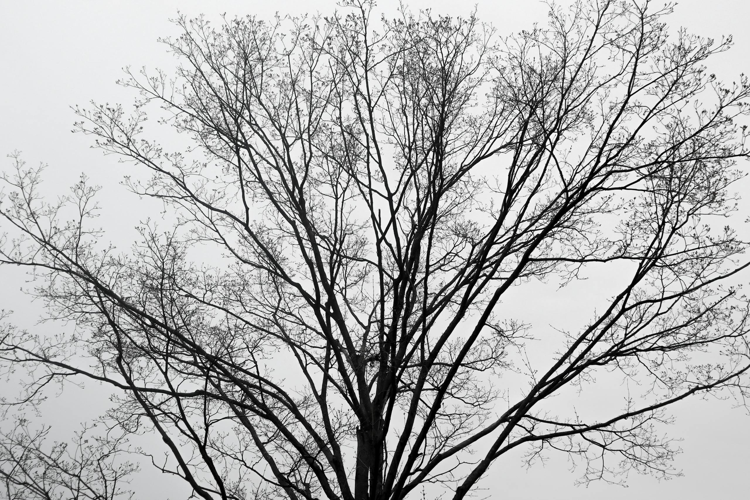 Black and white photo of a bare tree with intricate branches against a cloudy winter sky.